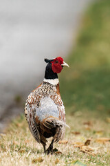 Common pheasant (Phasianus colchicus) in British Columbia, Canada. 