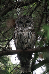 Adult barred owl (Strix varia) perched in a tree.