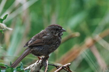 Song sparrow (Melospiza melodia) in British Columbia, Canada.