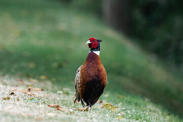Common pheasant (Phasianus colchicus) in British Columbia, Canada. 