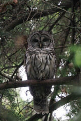 Adult barred owl (Strix varia) perched in a tree.