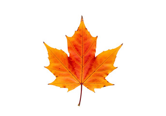 Fototapeta premium Vibrant autumnal maple leaf, showcasing brilliant orange and red hues against a stark black background.