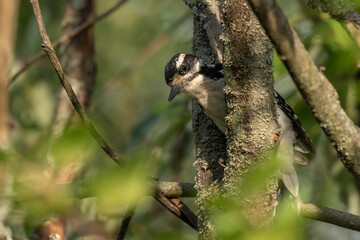 great spotted woodpecker