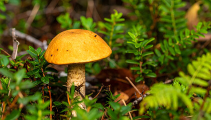 Isolated yellow mushroom growing in forest floor vegetation ground cover