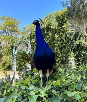 peacock in the park