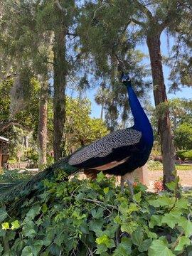 peacock in the woods