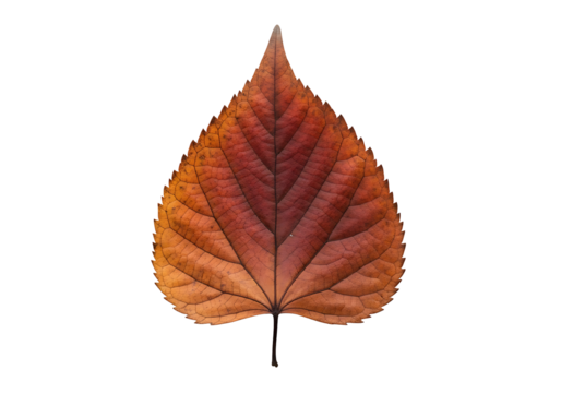 A detailed close-up of a vibrant autumn leaf, showcasing intricate vein patterns and rich fall colors against a stark black backdrop.