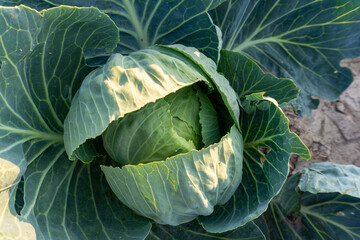 Obraz premium Cabbage growing in a lush garden under the warm sunlight during the summer season