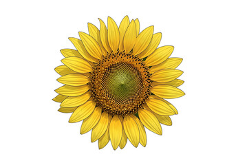 Fototapeta premium A vibrant sunflower blooms against a striking black backdrop, showcasing its detailed yellow petals and dark center.