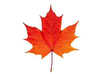 Obraz premium Vibrant, autumnal maple leaf against a stark black background displays intricate details of veins and color gradients.