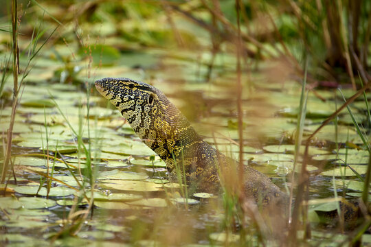 Nile monitor lizard (Varanus niloticus) swimming among water lilies in Khwai River wetlands, Botswana. Ideal for: African wildlife visuals, reptile photography, and wetland ecosystem storytelling.