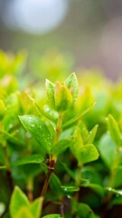 Fototapeta premium Close-up of fresh green leaves