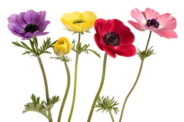 Obraz premium A vibrant spring bouquet of assorted colorful anemone flowers with delicate petals and fresh green stems, isolated on a clean white background