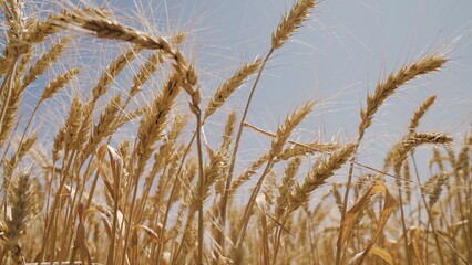 Fototapeta premium field wheat. agriculture concept. farm with wheat. grain industry. eco. farming concept. grain harvest time. golden field with wheat. farmland. healthy food. rich flora grain season farm. agriculture