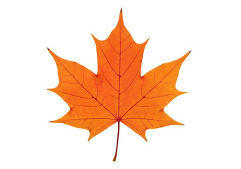 Fototapeta premium Vibrant autumnal maple leaf displays intricate venation against a stark black backdrop.