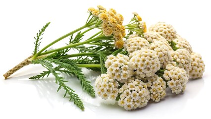 Elegant and Delicate Achillea Millefolium Flowers in Full Bloom on White Background