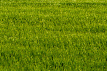 Lush green wheat field swaying gently in the breeze during a sunny day in rural farmland