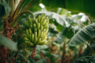 Obraz premium Bunch of green bananas growing on banana tree in plantation