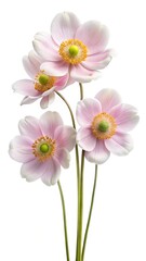 Elegant pale pink anemone flowers with white edges on white background