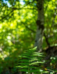 Fototapeta premium Lush fern in sunlit forest