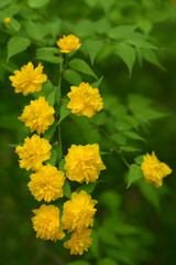 八重のヤマブキ