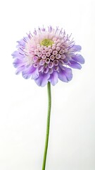 Fototapeta premium Elegant Scabiosa flower in shades of lavender and lilac on white background