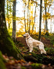 Golden Retriever in Autumn Woods