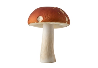 A single, vibrant red-brown mushroom, with white stem, stands out against a stark black backdrop, showcasing its distinct spotted cap and sturdy form.