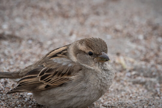 gorrion en la arena de la playa 