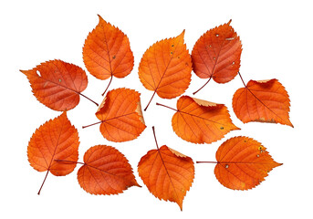 Obraz premium Vivid autumn leaves, various shapes and hues, arranged on a dark backdrop, showcasing the beauty of fall foliage.
