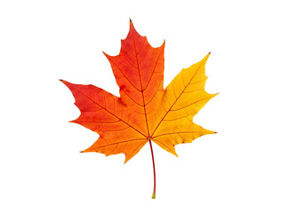 Vibrant autumn leaf, showcasing a gradient of fiery orange and crimson tones against a stark black background.