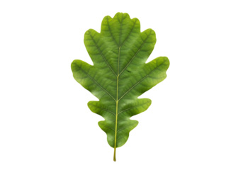 A vivid, detailed close-up of a vibrant green oak leaf against a stark black background, showcasing intricate leaf vein structure and rich verdant color.