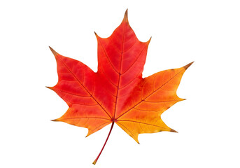 Fototapeta premium Vibrant autumnal maple leaf, displaying rich reds and oranges against a stark black background.