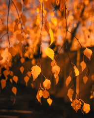Golden autumn leaves backlit by sunlight in close-up