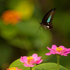 Naklejka premium Black butterfly in flight near pink flowers