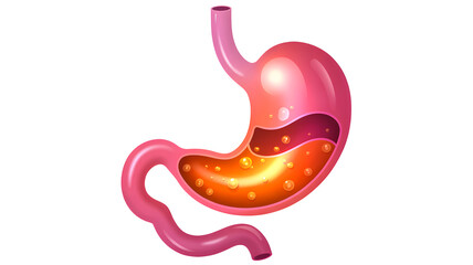 Fototapeta premium Stomach anatomy diagram illustration human digestive system organ biology medical healthcare science body health on transparent background