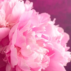 Obraz premium Close-up of pink peony blossoms