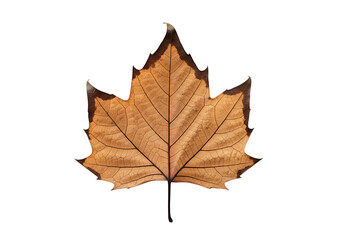 Obraz premium A detailed close-up view of a dried, light brown leaf against a pure black background, showcasing intricate veining and a well-defined silhouette.
