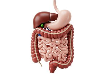 Isolated 3D Render of Human Digestive System with Organs, Anatomy and Health