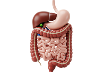 Isolated 3D Render of Human Digestive System with Organs, Anatomy and Health