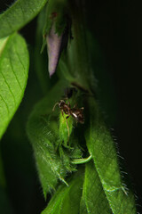 Black carpenter ant macro photo