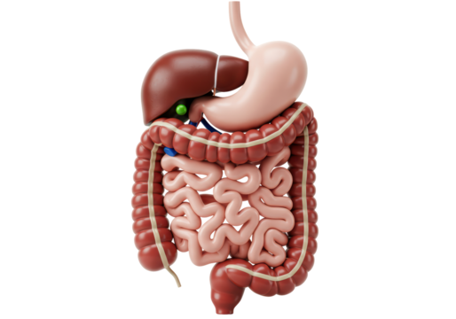 Isolated 3D Render of Human Digestive System with Organs, Anatomy and Health