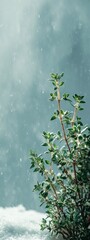 Fresh Herb Growing Amidst Snowy Winter Scene