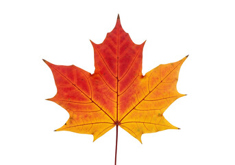Fototapeta premium Vibrant autumn maple leaf, vivid in shades of orange and red, set against a stark black background.