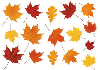 A vibrant array of autumn leaves in varying shades of red, orange, and yellow against a striking black backdrop.