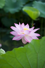 Obraz premium Ancient Origin Lotus