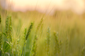 Fototapeta premium One Wheat panicle in focus in the agriculture farm during golden hour. Selective focus and blurry background.