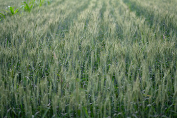 Agricultural field of wheat in which panicles of wheat immature in green color. Selective focus.
