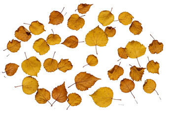 A captivating display of autumn leaves, scattered in a circular pattern against a deep black background, showcasing the vibrant hues and intricate details of the falling foliage.