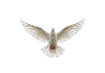 Isolated White Dove in Flight with Wings Spread Wide